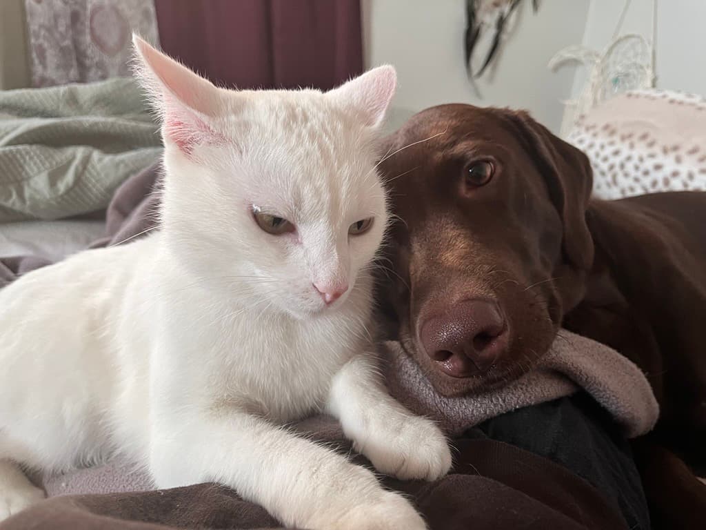 Pet owner using Cherry financing