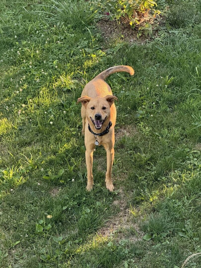 Animal Emergency Clinic - After-Hours Emergency Veterinary Care