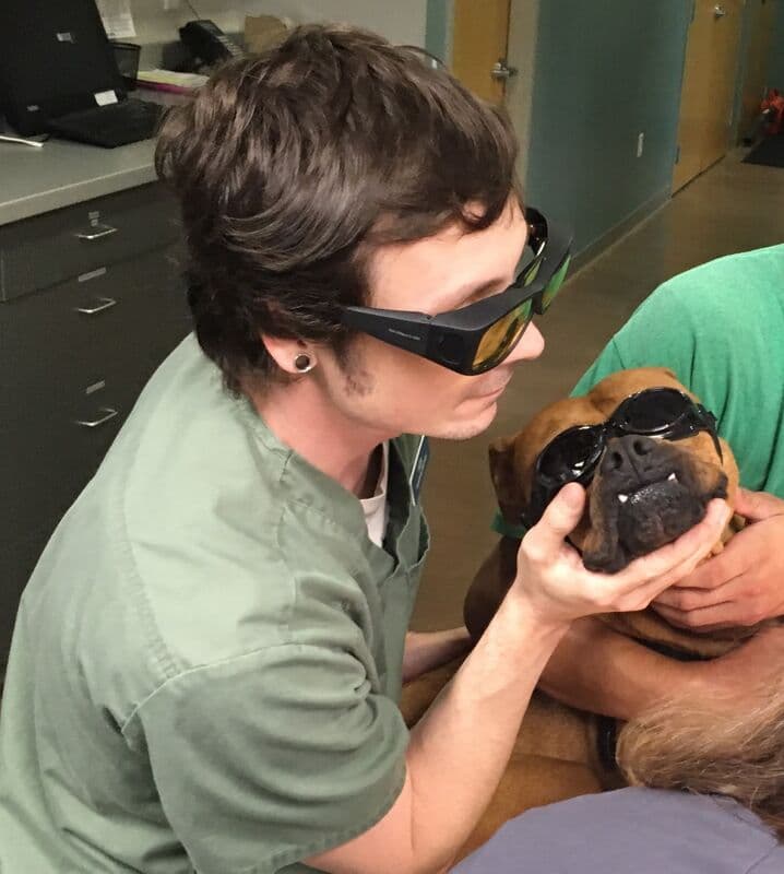 Happy dog receiving laser therapy treatment at Highland Pet Hospital